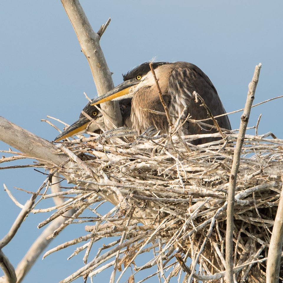 Heron Nest