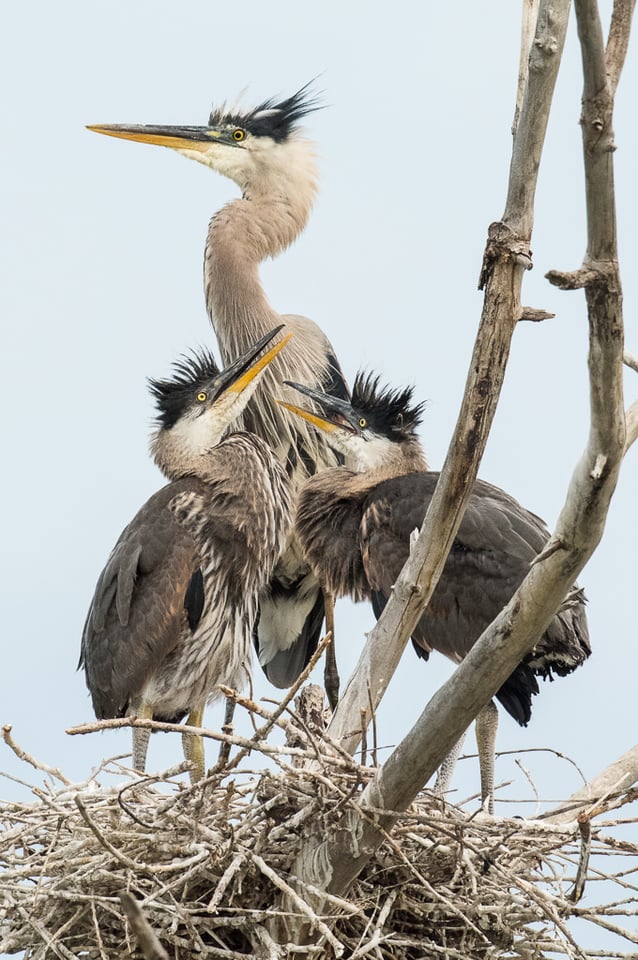 Heron Nest