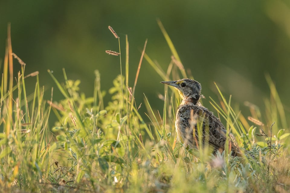 Verm-Meadowlark-Black-Hills-2576