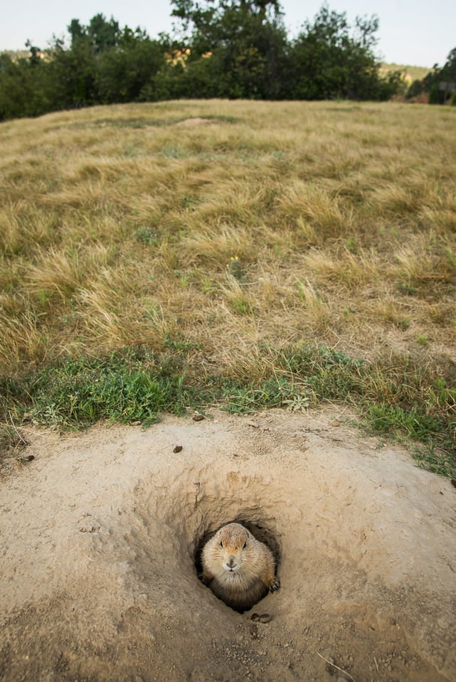 Verm-Prairie-Dog-Devils-Tower-0518