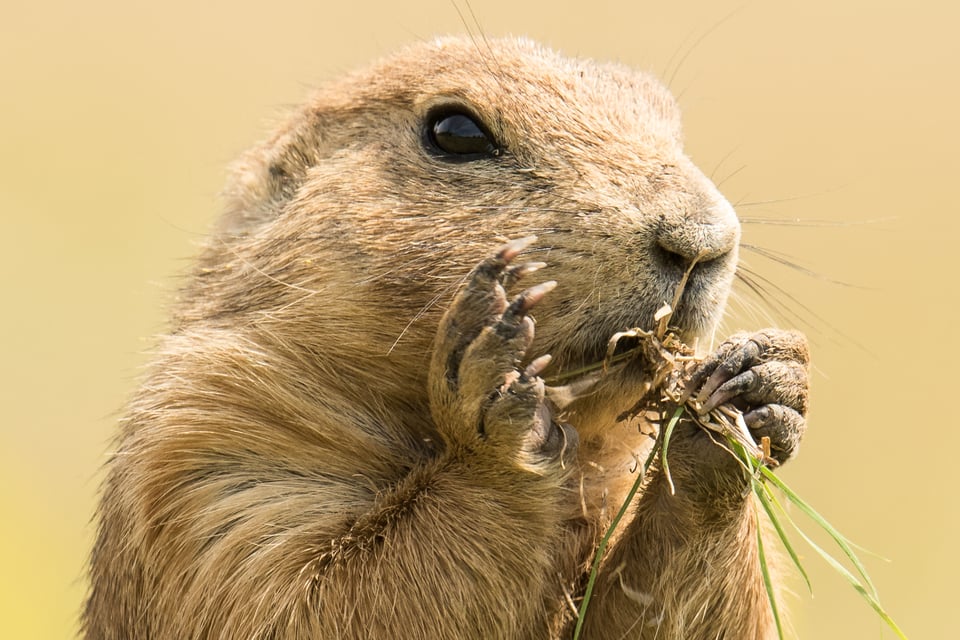 Verm-Prairie-Dog-Devils-Tower-1332-2