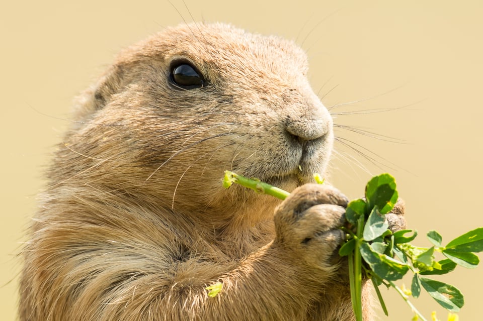 Verm-Prairie-Dog-Devils-Tower-4638-2