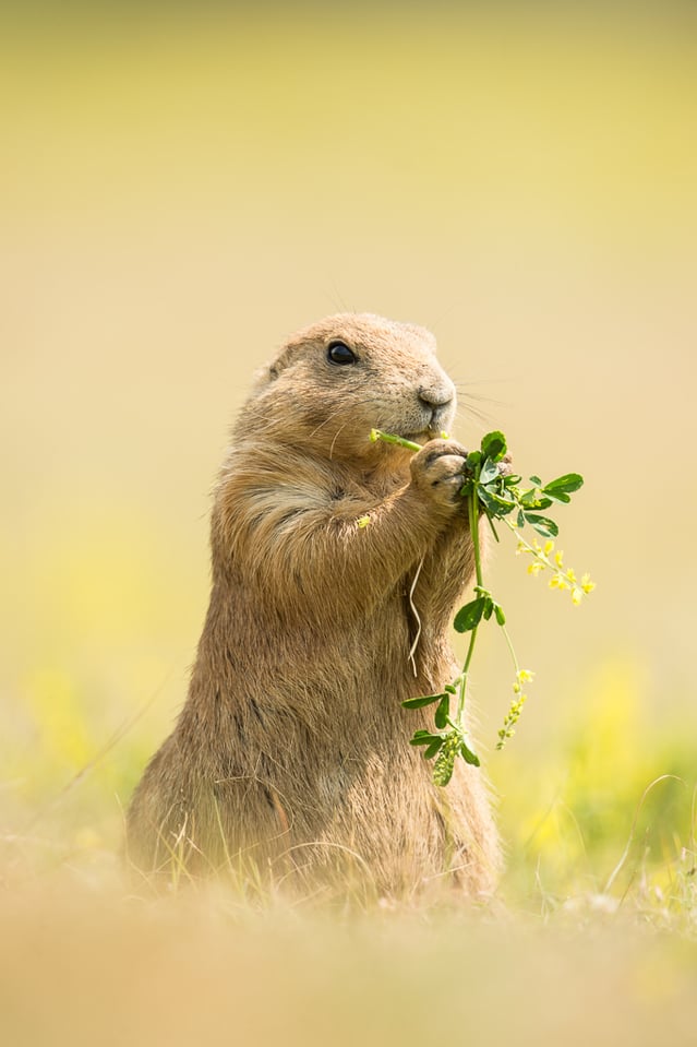 Verm-Prairie-Dog-Devils-Tower-4638