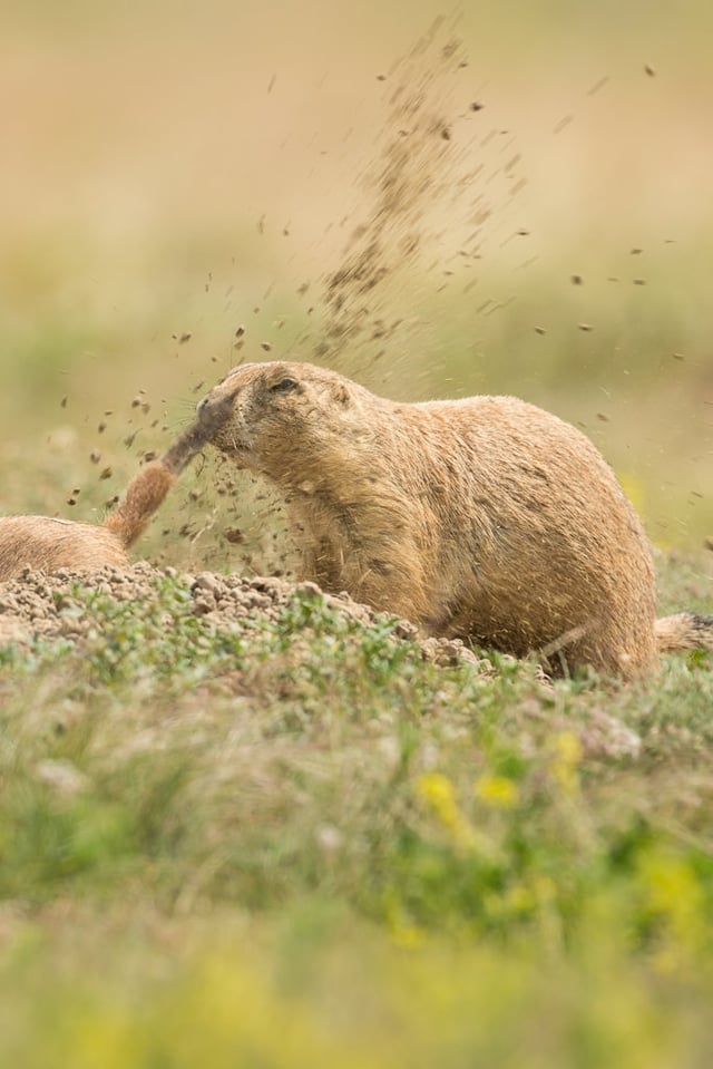 Verm-Prairie-Dog-Devils-Tower-4999