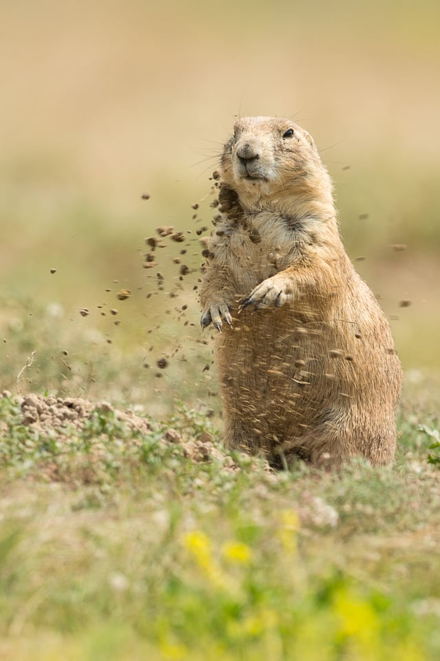 Verm-Prairie-Dog-Devils-Tower-5043