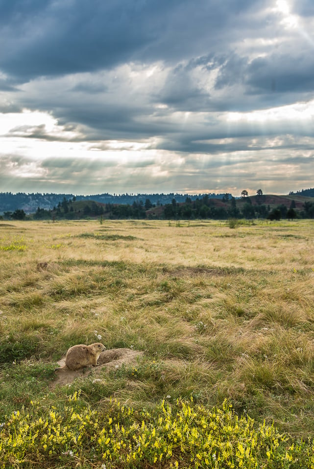 Verm-Prairie-Dog-Town-Devils-Tower-0468