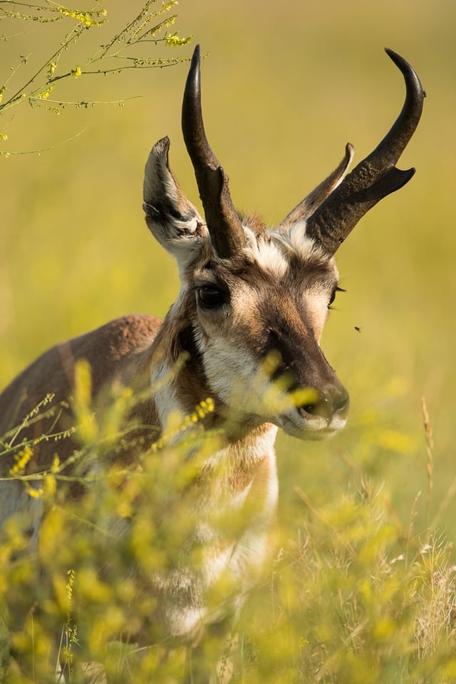 Verm-Pronghorn-Black-Hills-2326