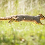 Squirrel Jumping