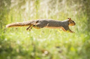 Squirrel Jumping