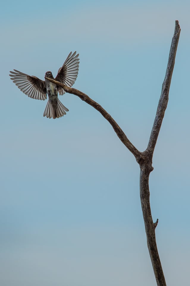 Bird perching