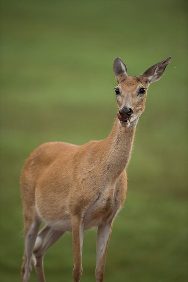 Verm-Whitetail-Deer-3200-Black-Hills-1645