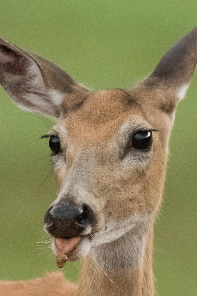 Verm-Whitetail-Deer-Black-Hills-1624-2