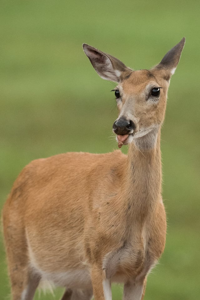 Verm-Whitetail-Deer-Black-Hills-1624