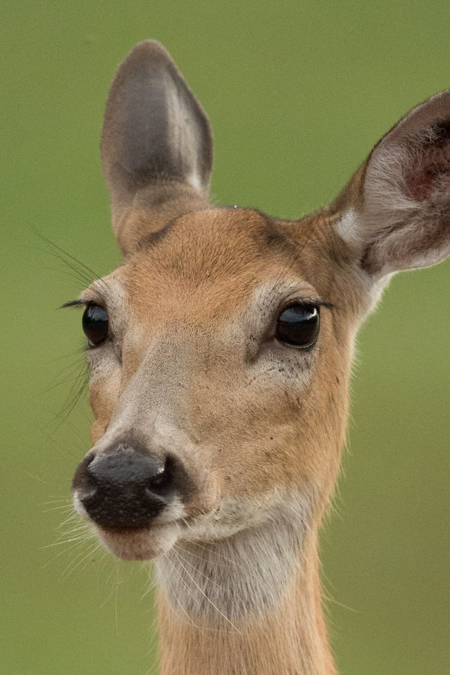 Verm-Whitetail-Deer-Black-Hills-5528-2