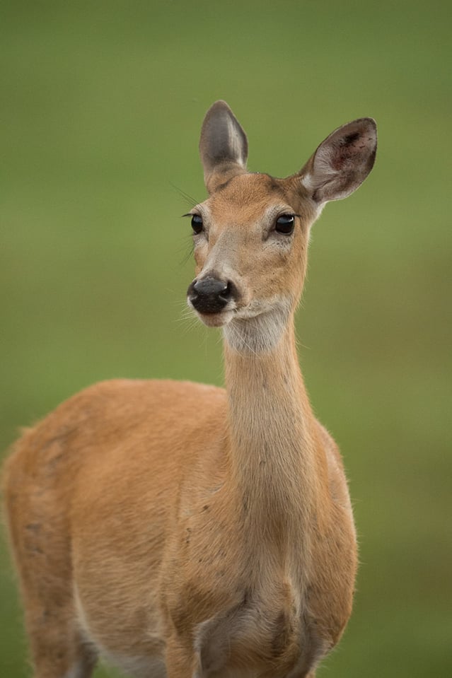 Verm-Whitetail-Deer-Black-Hills-5528