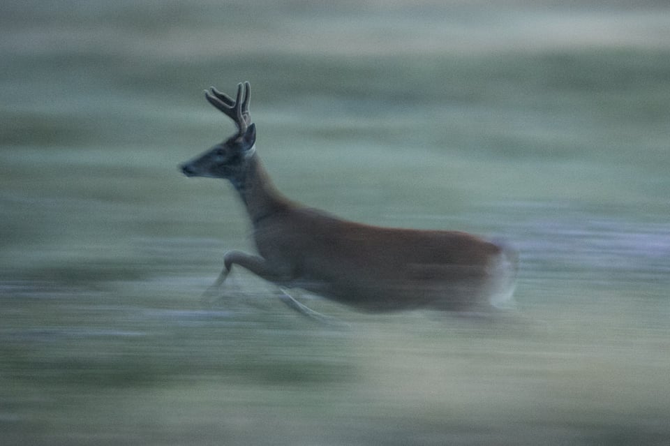 Verm-Whitetail-running-Black-Hills-6131