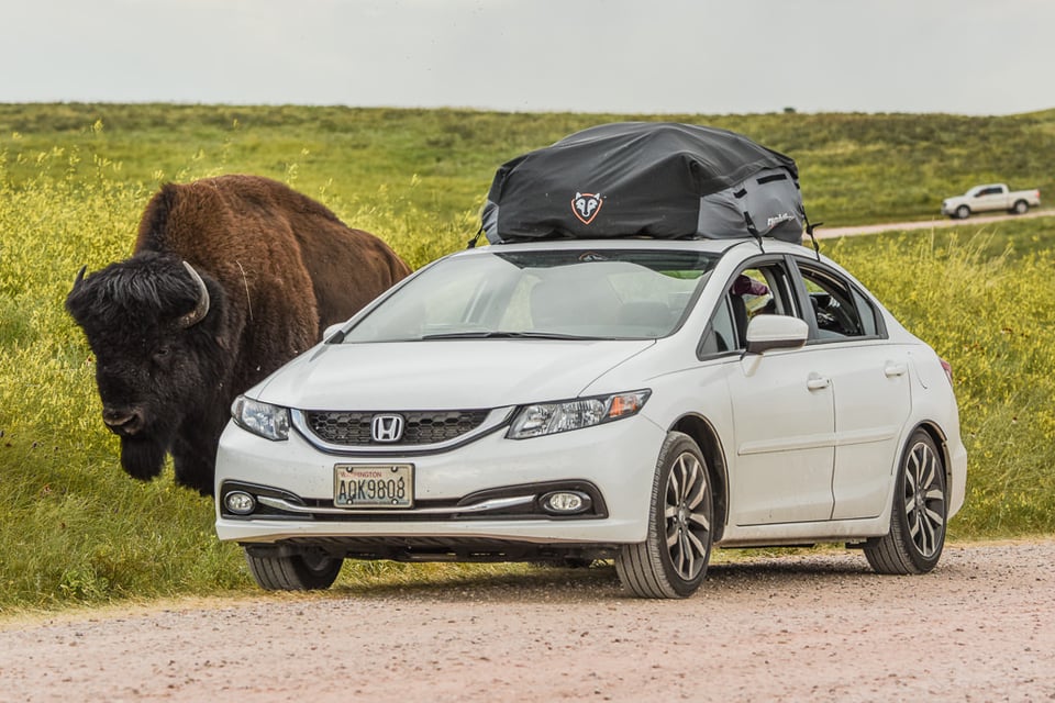 Verm-bison-honda-Black-Hills-0317