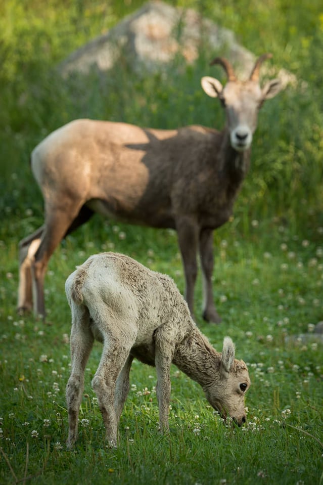 Verm-ewe-and-lamb-Black-Hills-6641