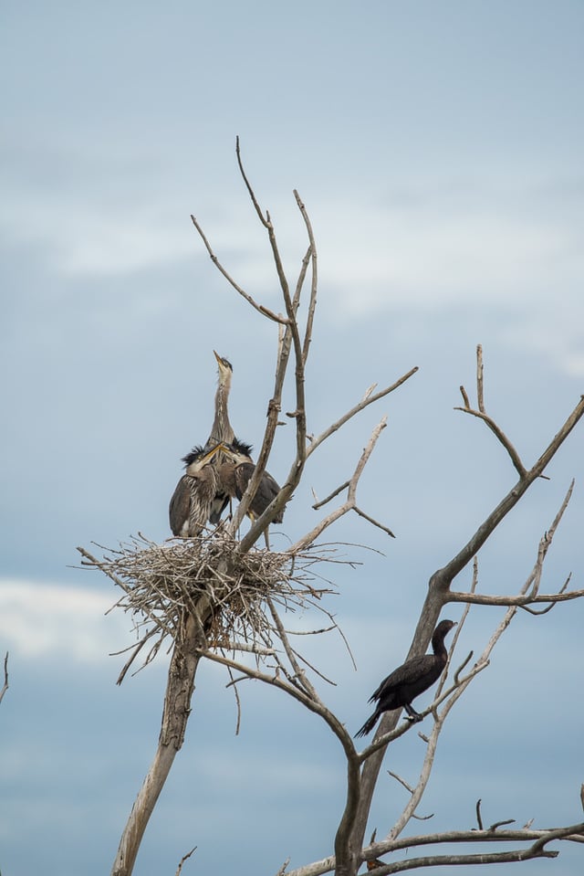 Heron Nest