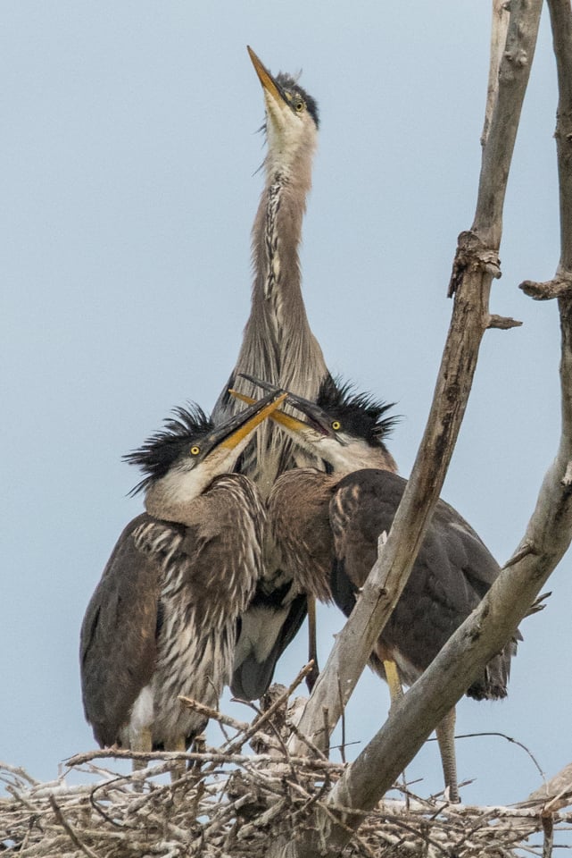 Heron Nest