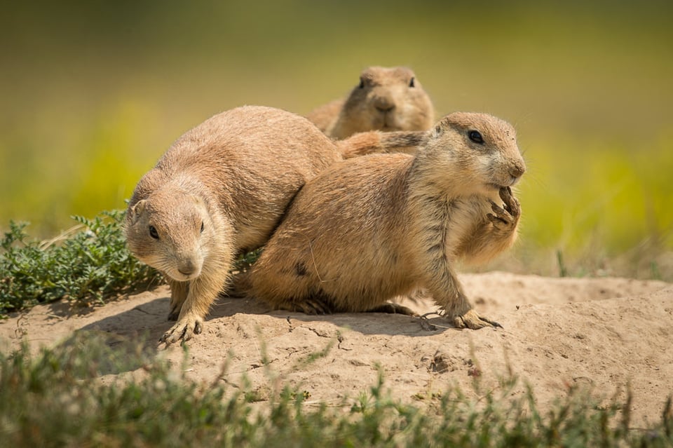 Verm-prairie-dogs-Devils-Tower-5251