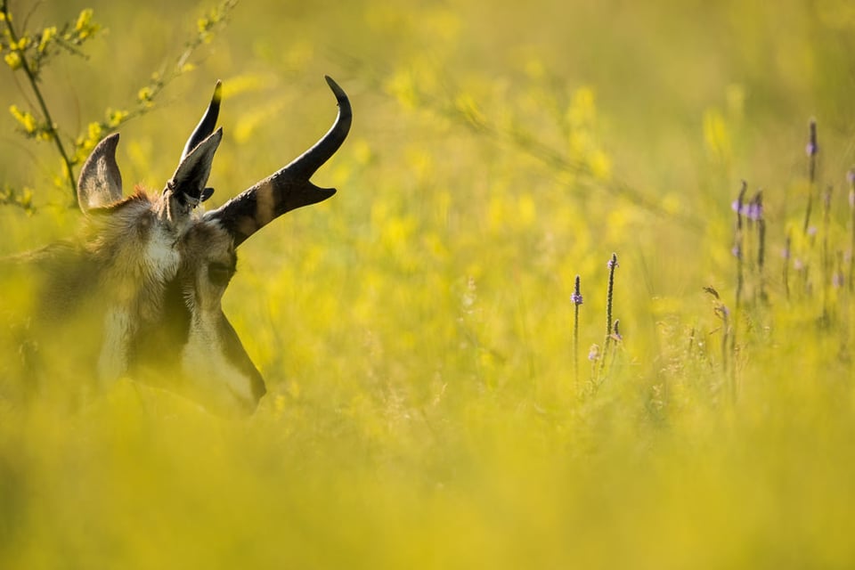 Verm-pronghorn-Black-Hills-2330