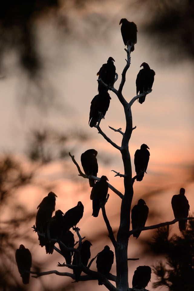 Verm-roosting-TVs-Devils-Tower-9777