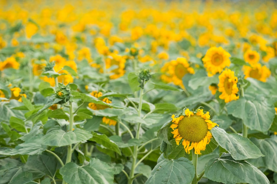 Sunflowers