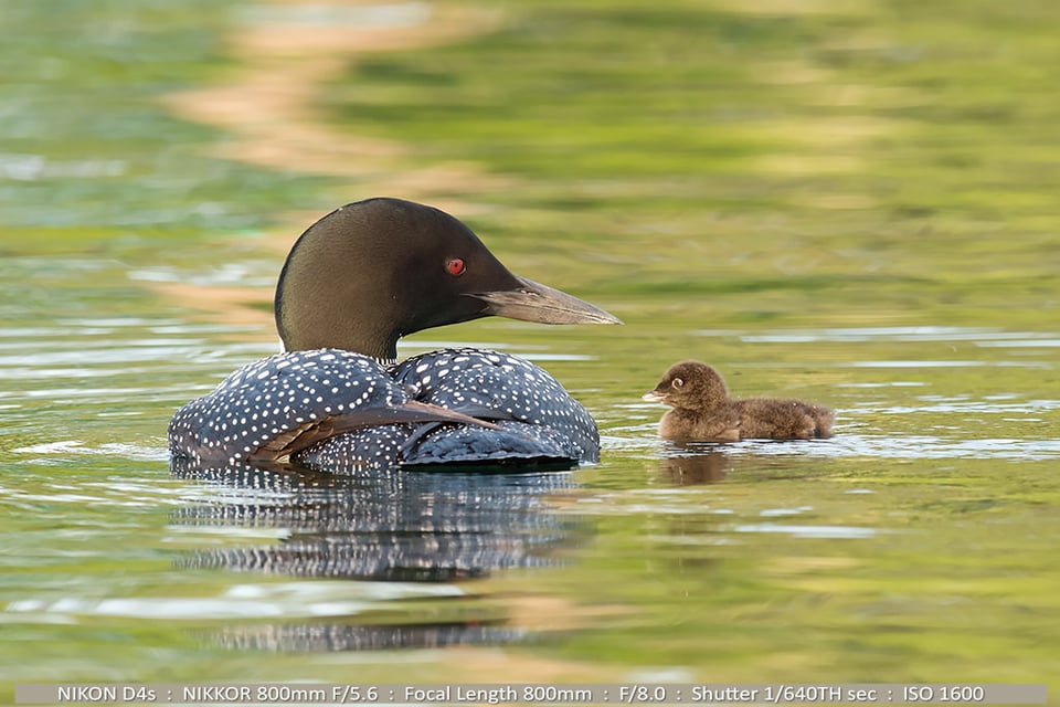 Common Loon and 3 day old Baby