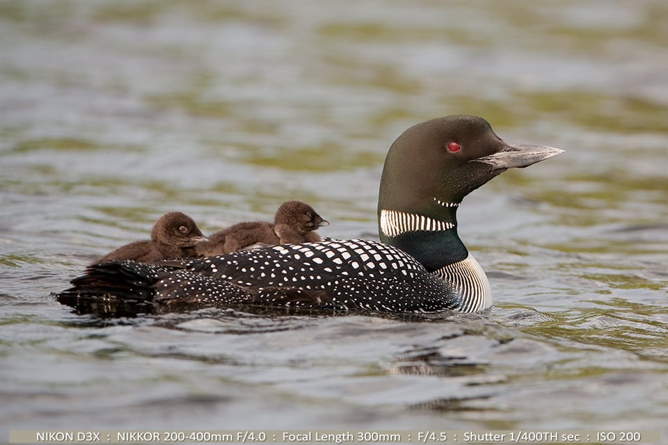 Common Loon and Babies in Bad Light