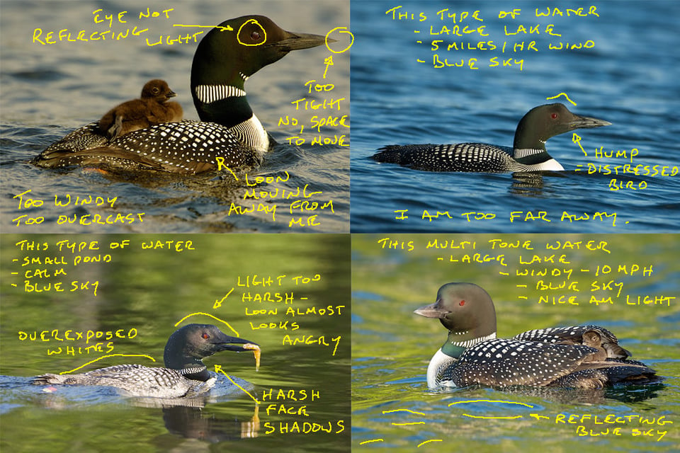 Loon Photography Mistakes