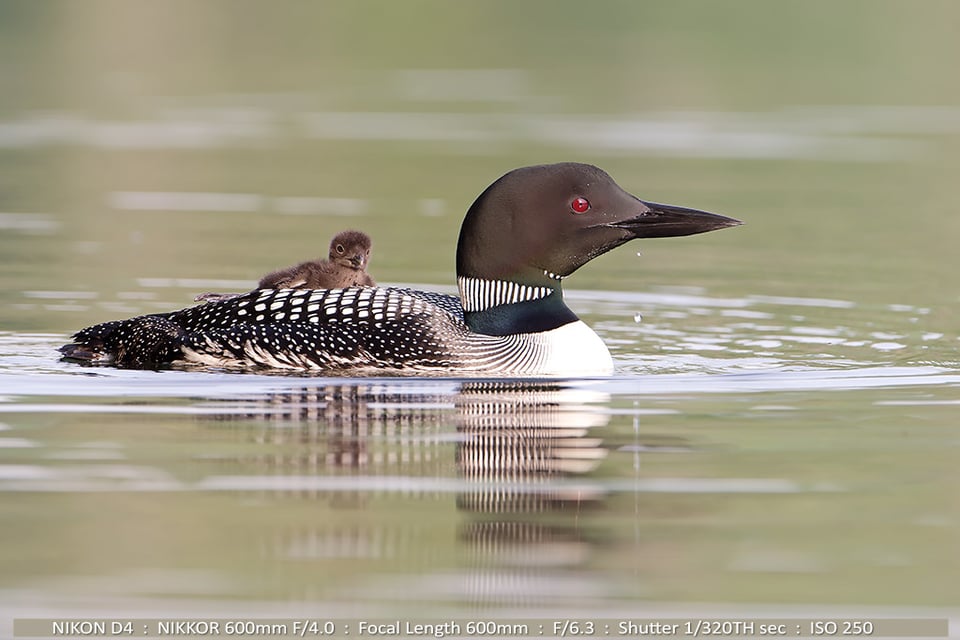 Loon with Baby Nice Light