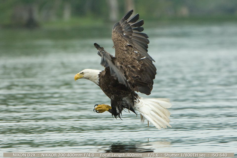 Bald Eagle Slightly Soft Photo