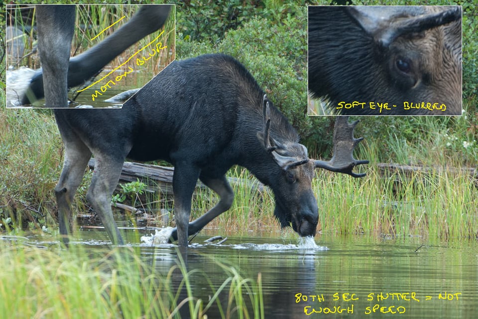 Bull Moose Feeding in Pond