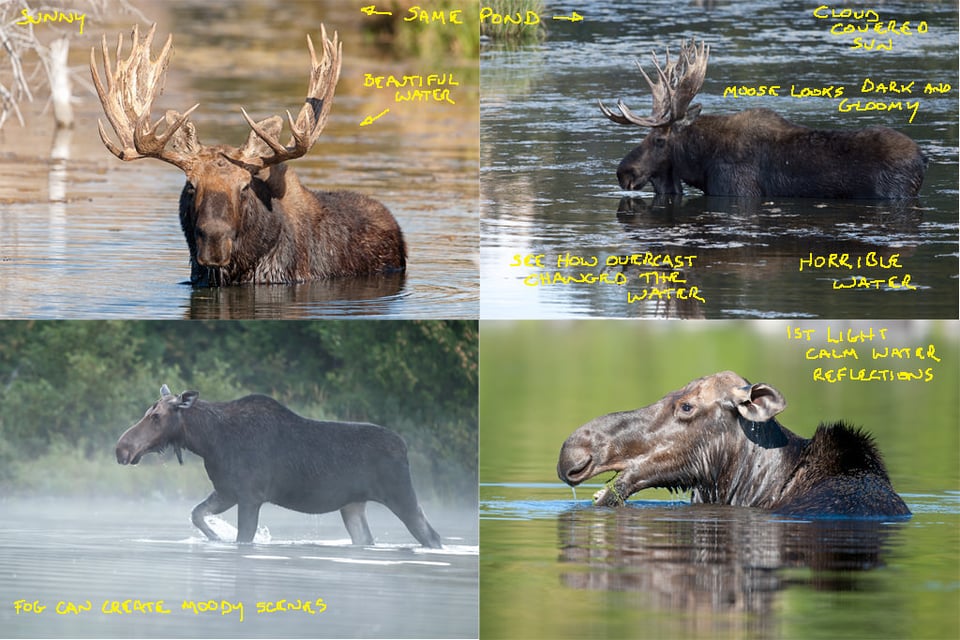 Moose over Water Different Light Conditions