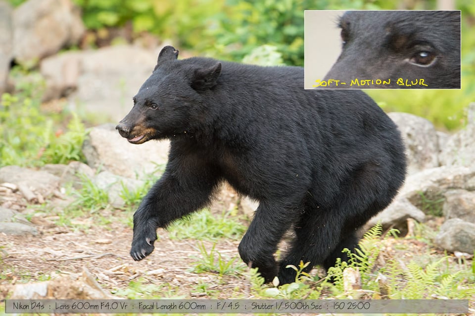 Running Black Bear Cry Photo