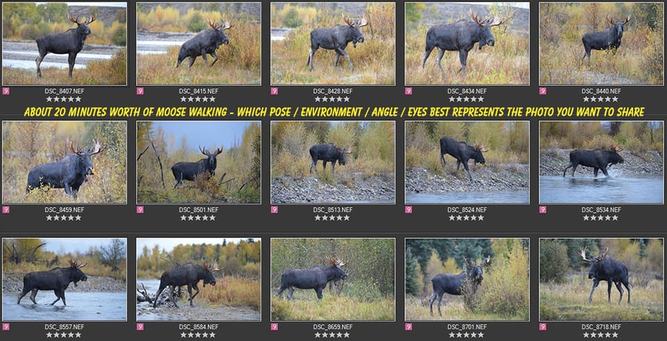 Moose Photography Sequence