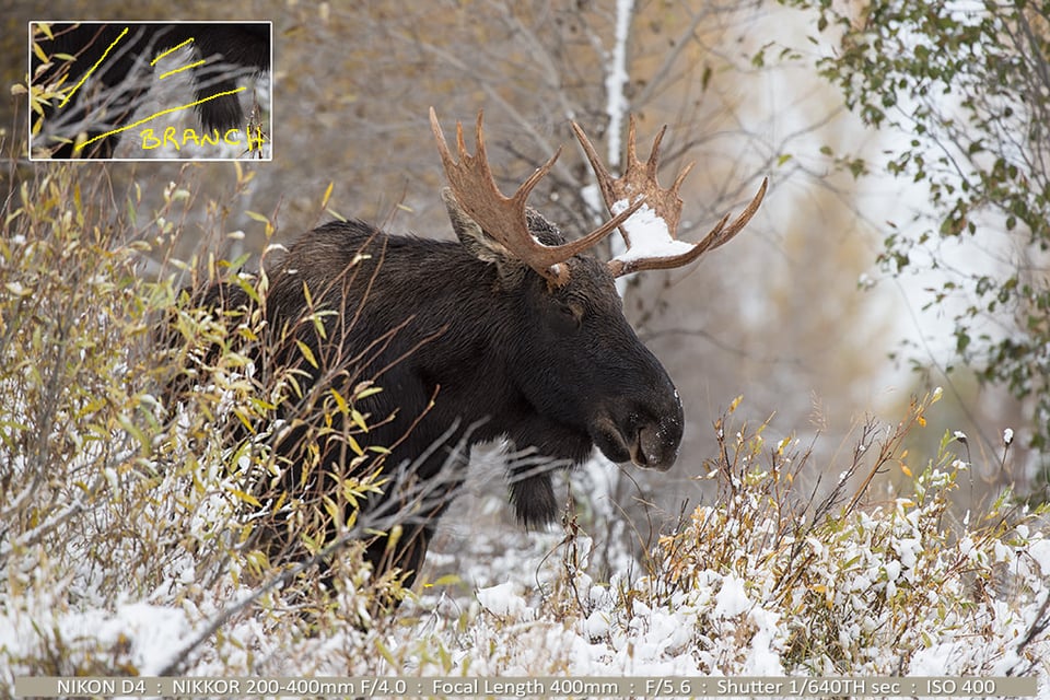 Bull Moose in Snow Grand Tetons