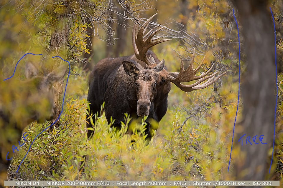 Big Bull Moose Smooching with Cow Moose Grand Tetons