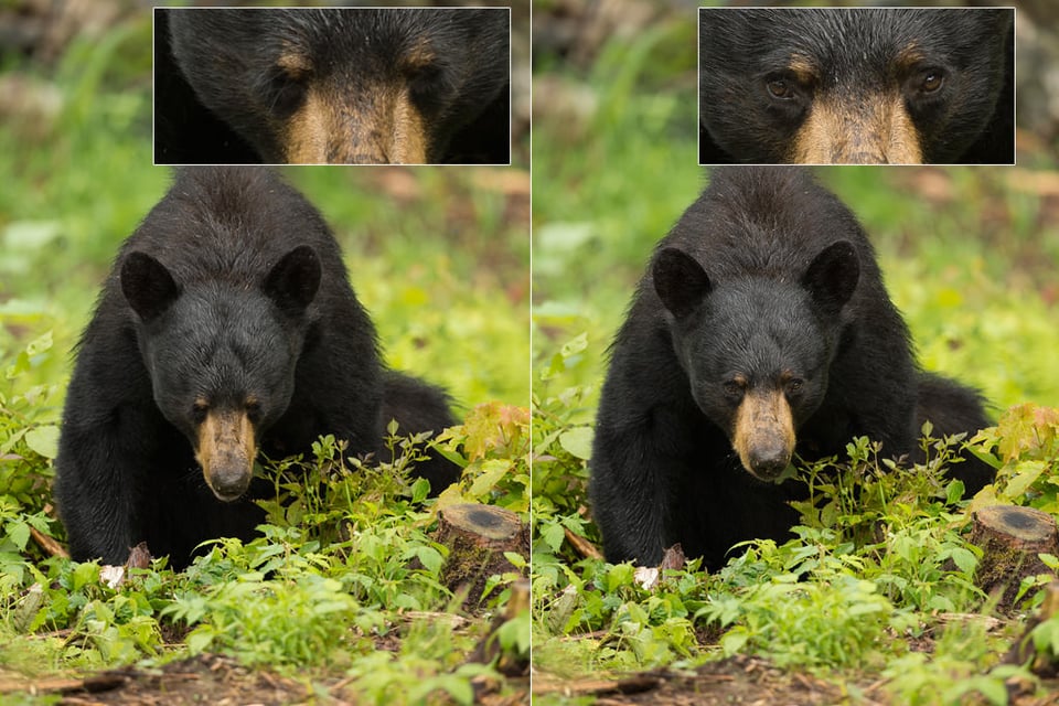 Black Bear Photo Comparison