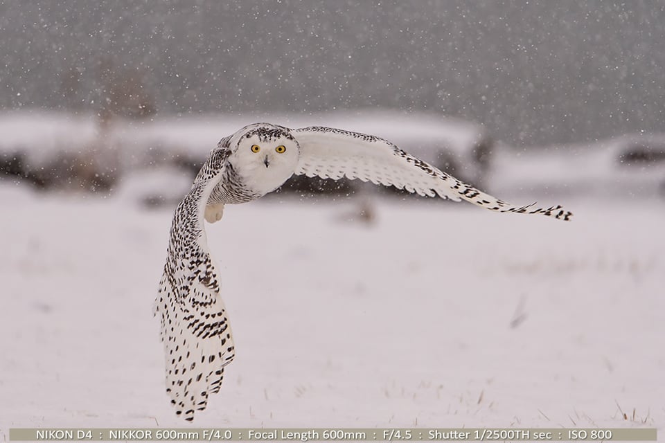Snowy Owl in Flight During Snowstorm