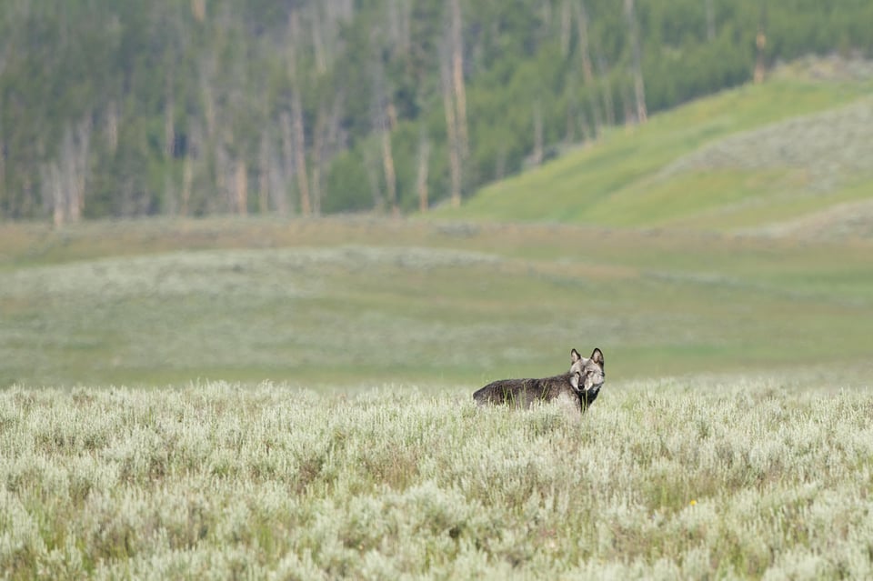 Wolf in Hayden Valley Wolf in Hayden Valley