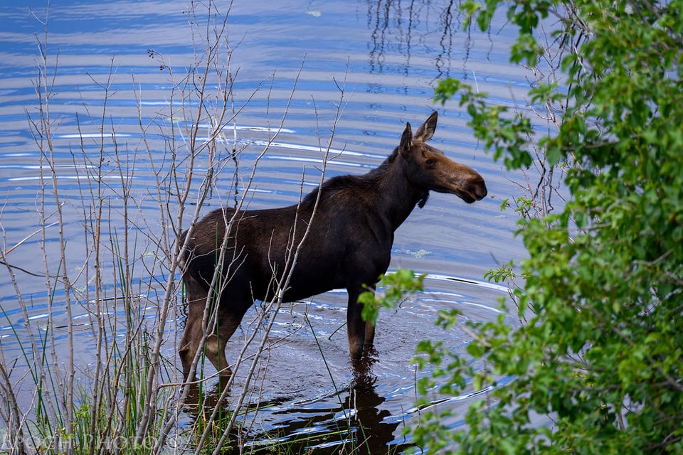 Young Moose