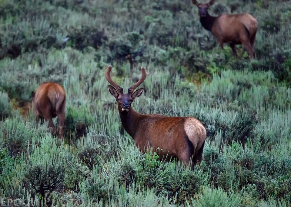 Elk - Moose Wilson Road