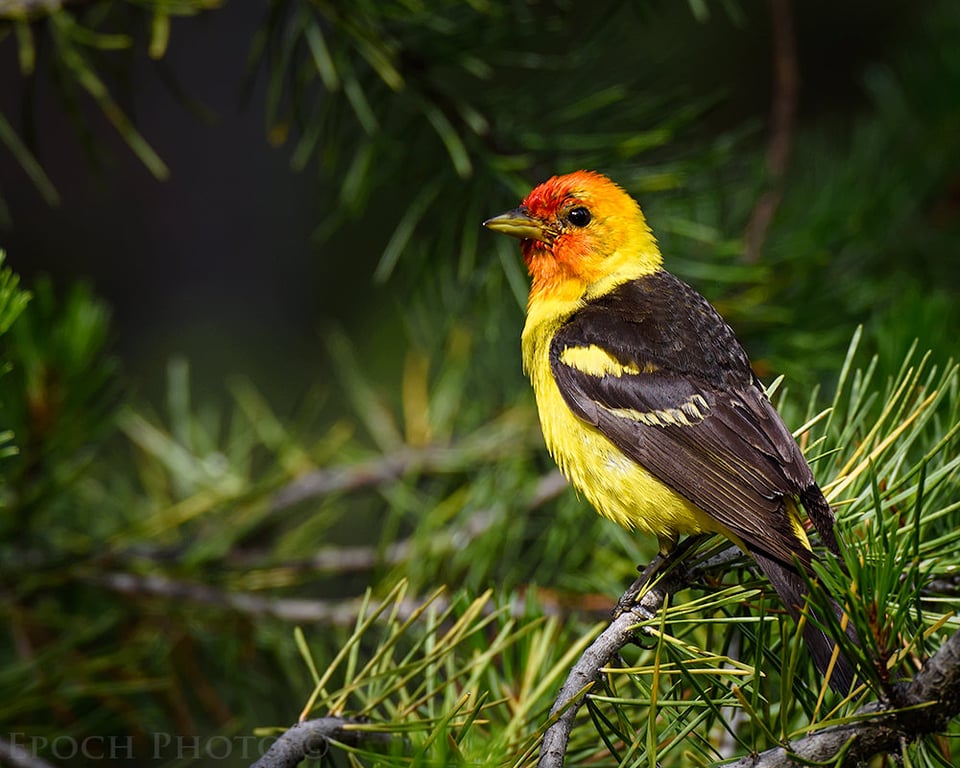 Western Tanager