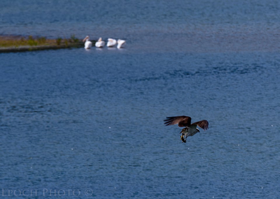 Osprey & Lunch