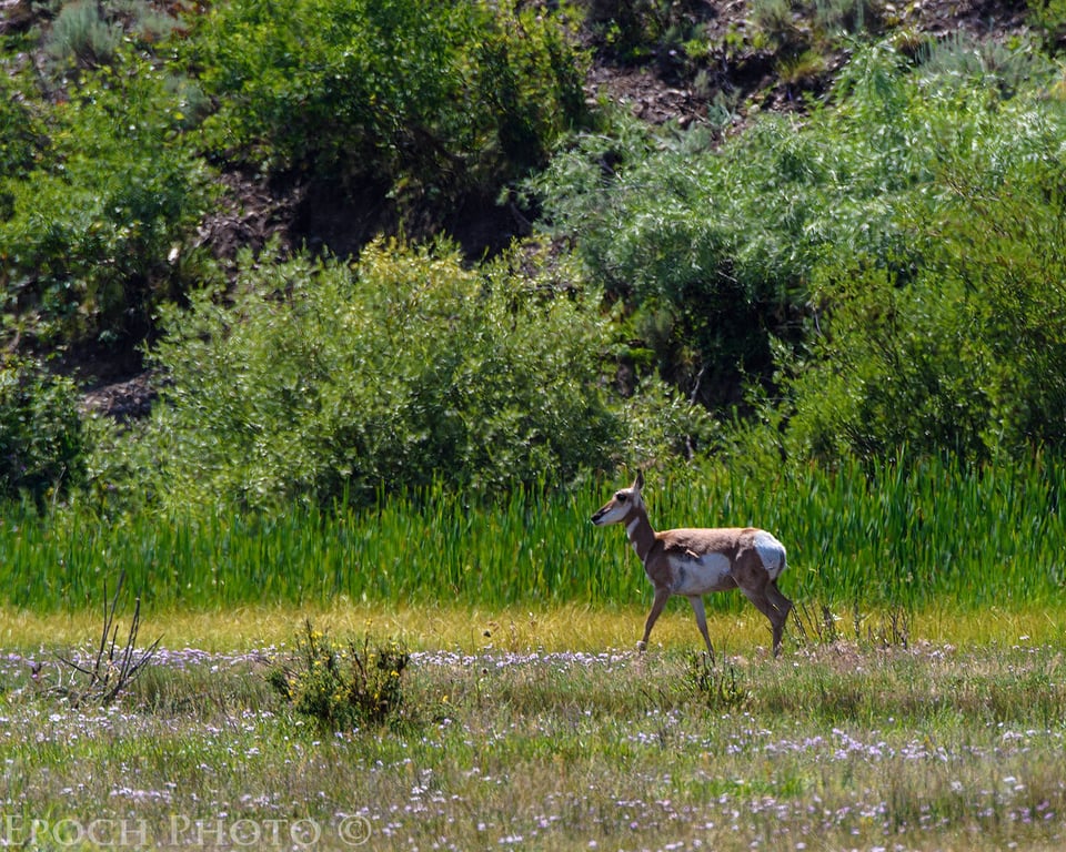 Pronghorn Antelope