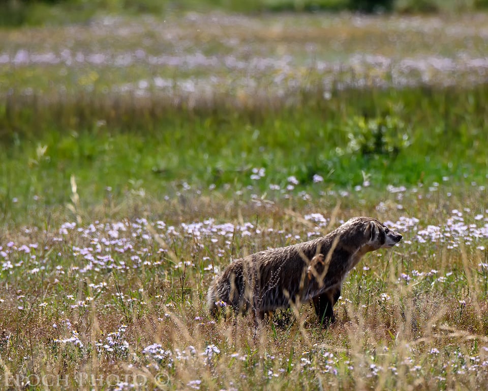 Badger