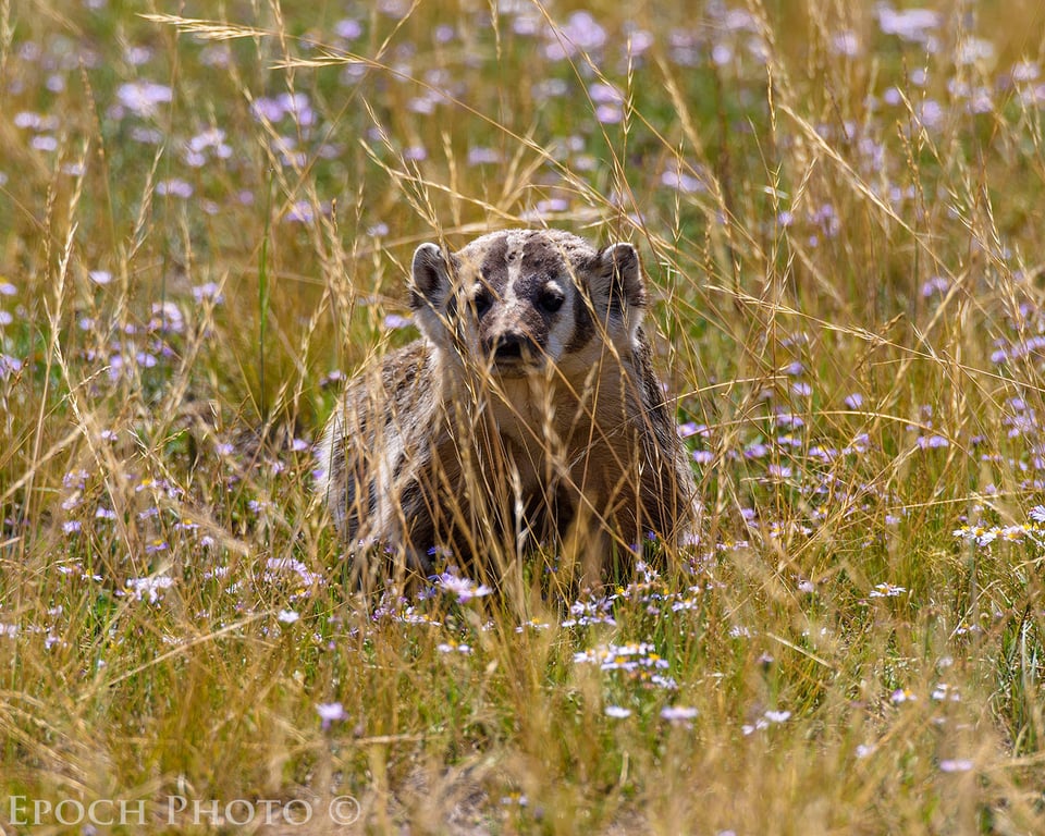 Badger