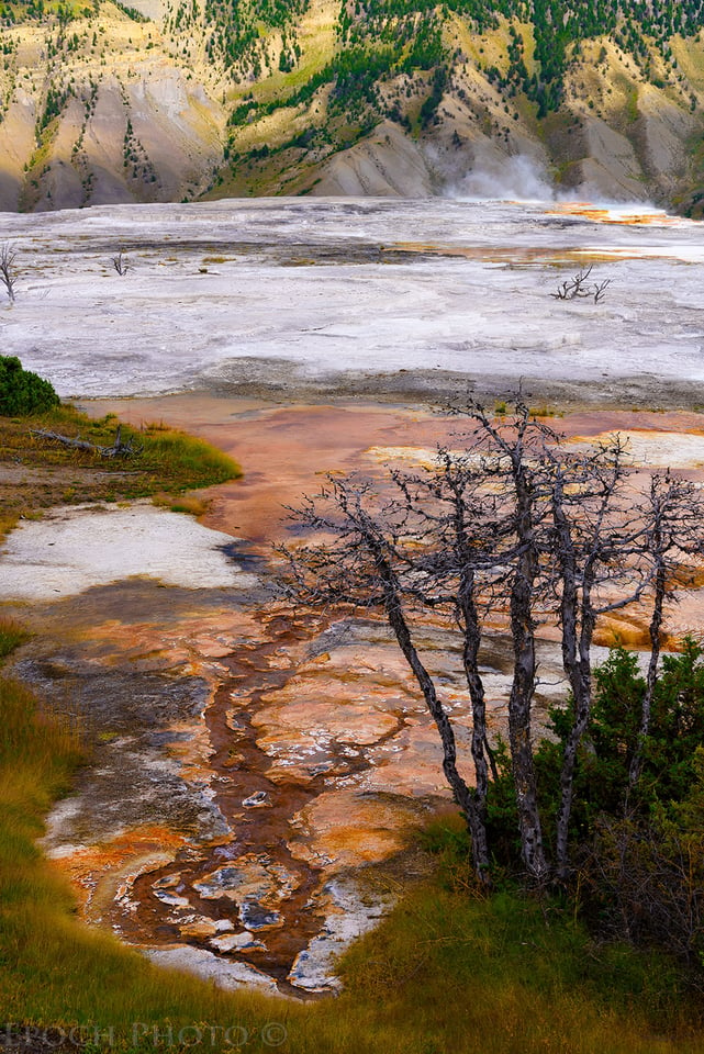 Mammoth Hot Springs